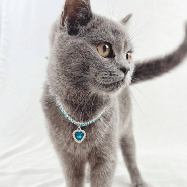 pet jewelry